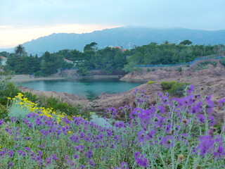 Obraz premium Paysage naturel de côte d'Azur et fleurs violettes