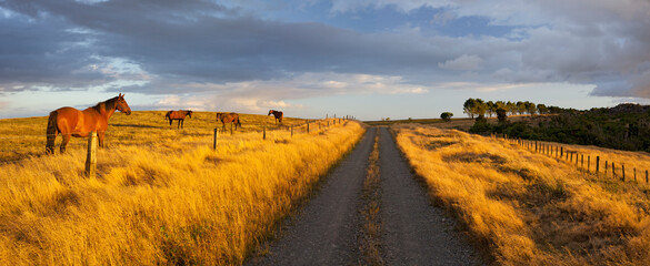 Pferde in der Abendsonne, Schotterstrasse, Manawatu-Wanganui, Nordinsel, Neuseeland