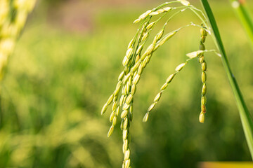 The ears of rice have plump, beautiful green rice grains. - 757929557
