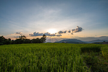 Terraced rice fields, good atmosphere - 757929714