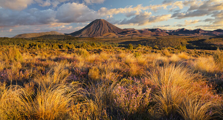 Vegetation, Mount Ngauruhoe, Tongariro Nationalpark, Manawatu-Manganui, Nordinsel, Neuseeland - obrazy, fototapety, plakaty