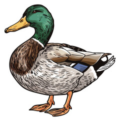 a drawing of a duck with a blue tag that says duck.