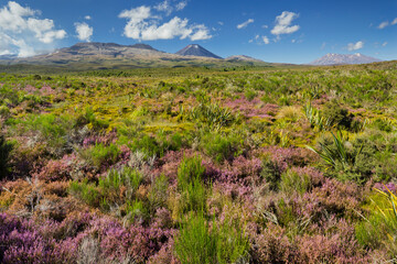 blühende Heidekräuter (Ericaceae), Mount Ngauruhoe, Tongariro Nationalpark, Manawatu-Manganui,...