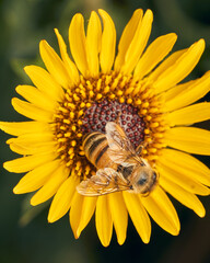 a bee on a yellow flower overhead view