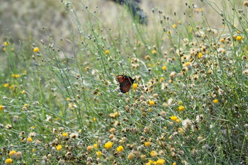 A meadow with yellow flowers and a monarch butterfly, Danaus plexippus, in the middle. Closeup photo with shallow focus.  - Powered by Adobe