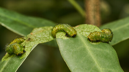 Details of a green caterpillar on a leaf (Adurgoa gonagra)