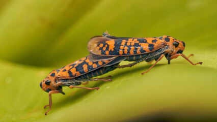 Two orange leafhopper mating on a green leaf
