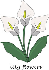 illustration of a calla lily flower