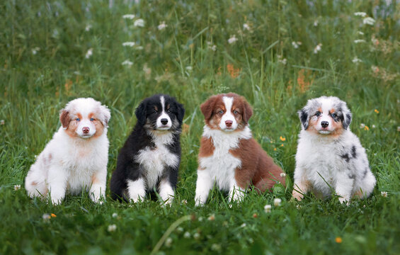 Four fluffy puppies of the Australian Shepherd breed, Aussie, sit on a green lawn, lawn in summer and look at the camera. Content for the site, articles, animal food.