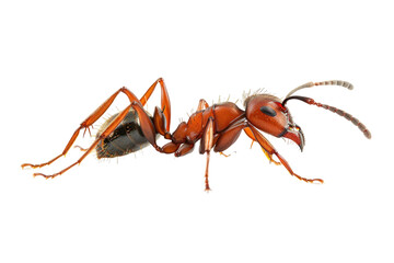 Close up photo of ant transparent background
