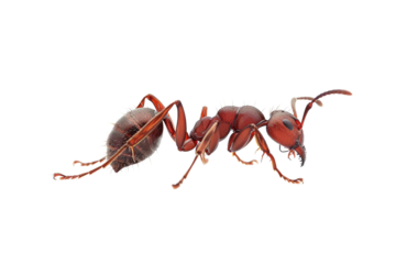 Close up photo of ant transparent background