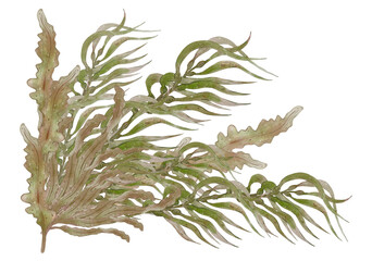 Watercolor branch of seaweed. Underwater sea plant isolated on white background. Organic natural product. The concept of dietary nutrition and healthy lifestyle. Hand painted illustration