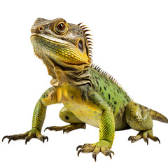 Obraz premium Lizard isolated on transparent background