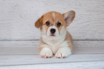 cute Welsh corgi puppy on a light wooden background
