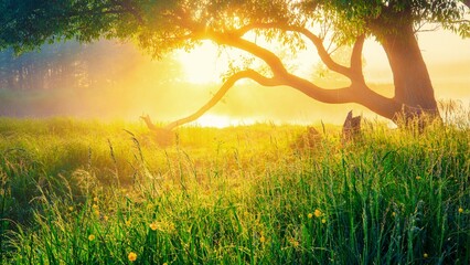 Spring Green landscape. Spring background. Spring nature. Sun illuminates green meadow with tree in fog. Beautiful warm morning sunlight. Spring meadow with big tree with fresh green leaves

