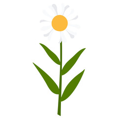 hand drawn botanical element