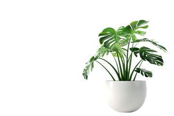 Indoor Plant Serenity View on transparent background,