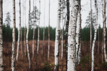 birch forest on a gray autumn day