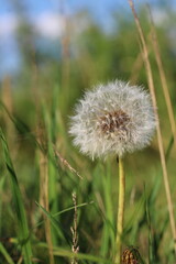 dandelion is white on a background of green grass large