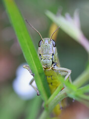 Large marsh grasshopper, Stethophyma grossum, insect from Finland