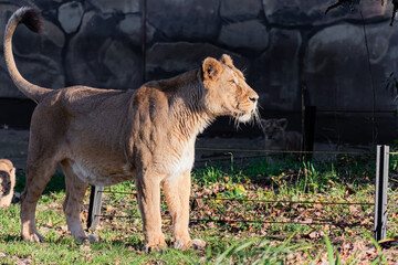 lion in the grass