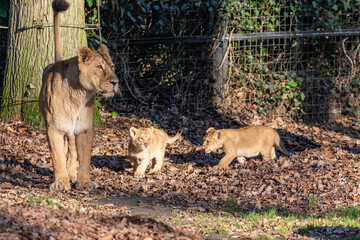 lions in the zoo