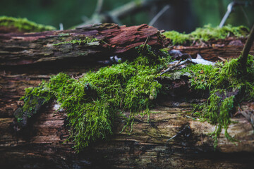 A mossy tree log in a forest