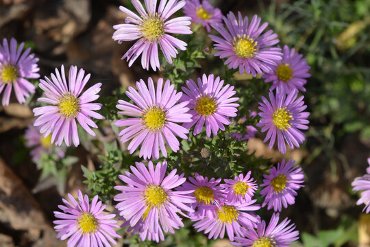 Bright and colorful weather, beautiful autumn purple flowers growing on the street yard. Sentabrinkas or asters illuminated by the bright rays of sunlight.
