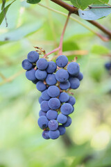 Blue grapevines and green leaves of a wine cultivar called Vitis Zilga growing in Finland