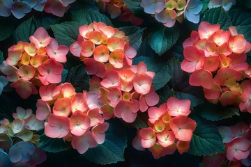 Zelfklevend Fotobehang Hydrangea's Spectrum of Colors in a Lush Bush © MyPixelArtStudios