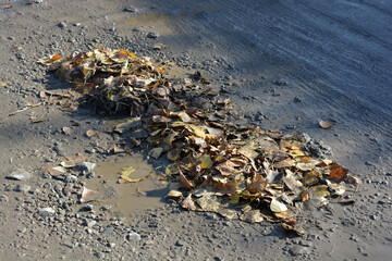 The road is made of sand with holes in which fallen leaves from trees are filled. Piles of yellow, dry leaves are located along the road.