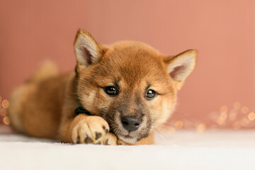 Cute shiba inu puppy poses in the studio