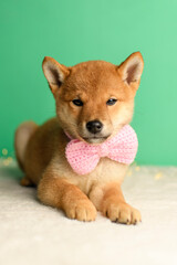 Cute shiba inu puppy poses in the studio