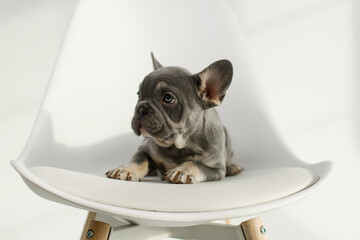 A cute French Bulldog puppy poses on a white background in the studio