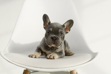 A cute French Bulldog puppy poses on a white background in the studio