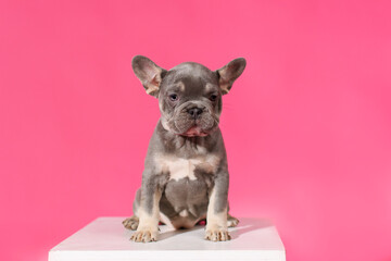 Blue French Bulldog puppy sitting on a white cube on a pink background in the studio