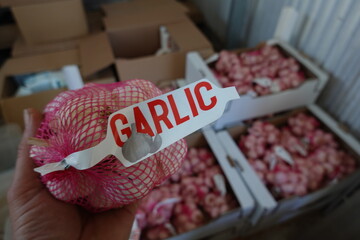 sack of garlic bulbs for planting. garlic bulbs for sale for planting in the vegetable garden.
