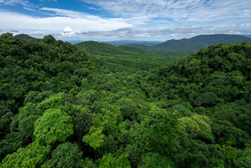 Aerial view of the green forest on the mountain with blue sky