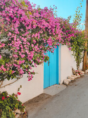 Fototapeta na wymiar Blooming Flowers Street In Laneia Village, Cyprus