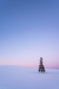 冬の北海道美瑛町のクリスマスツリーの木