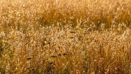 Fototapeta premium Tall autumn grass in warm early morning sunlight image in horizontal format for background use