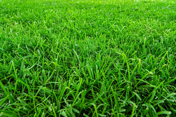 Fototapeta premium green grass background, meadow landscape