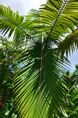 Fototapeta premium Green palm tree against sunset sky, tropical jungle forest with bright blue sky, idyllic natural landscape 