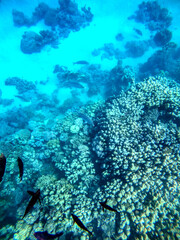 Fototapeta na wymiar Bluefin Trevally or Bluefin Jack (Caranx melampygus) at the coral reef in the Red Sea, Egypt..
