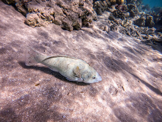 Close up view of Hipposcarus longiceps or Longnose Parrotfish (Hipposcarus Harid) at coral reef..