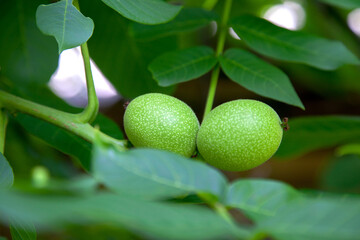 Green walnuts growing on a tree branch..