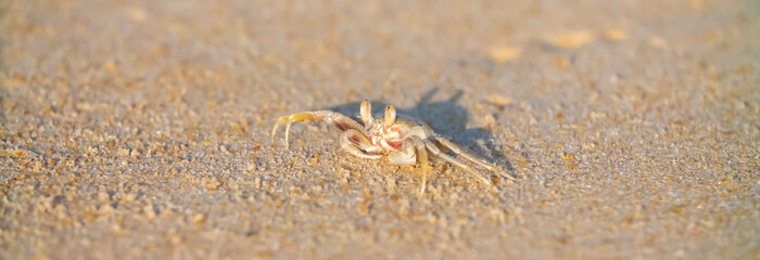 A crab on the beach is running on the white sand. Exotic animals in the resorts of tropical islands. The concept of a beach holiday in the tropics.