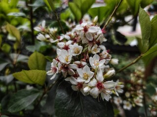 Rhaphiolepis indica or Hong Kong Hawthorn blooming in the garden 