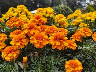 Tagetes or Marigold is a genus of annual or perennial, mostly herbaceous plants in the sunflower family Asteraceae.
