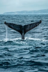 Humpback Whale Dives Into Ocean at Sunset
